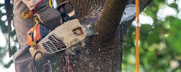 How Our Tree Care Process Works  in  Sea Breeze, NC